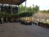 Tree Plant Nursery | Vlachiotis Laconia | Chiotis Konstantinos