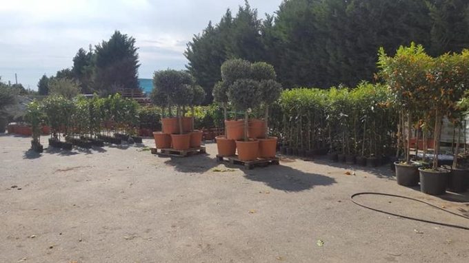 Tree Plant Nursery | Vlachiotis Laconia | Chiotis Konstantinos