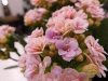 Flower Shop | Mykonos Vougli Cyclades | Paradise Flowers - greekcatalog.net