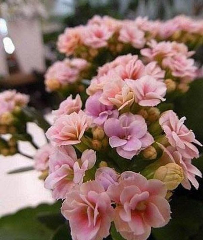 Flower Shop | Mykonos Vougli Cyclades | Paradise Flowers - greekcatalog.net