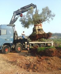 ΓΕΡΑΝΟΙ-ΜΕΤΑΦΟΡΕΣ-ΑΝΥΨΩΣΕΙΣ ΚΡΑΝΙΔΙ ΑΡΓΟΛΙΔΑΣ | ΥΙΟΙ ΝΙΚΟΛΑΟΥ ΜΠΑΣΙΜΑΚΟΠΟΥΛΟΥ- ΜΠΑΣΙΜΑΚΟΠΟΥΛΟΣ