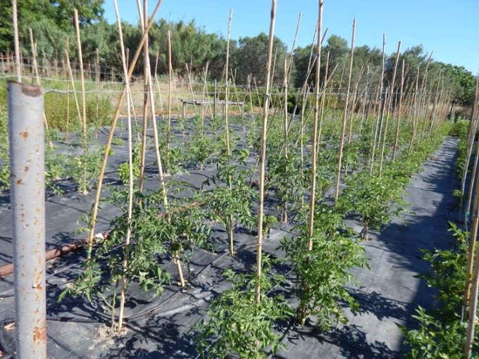 ΠΑΡΑΓΩΓΗ ΑΡΩΜΑΤΙΚΩΝ ΦΥΤΩΝ AGRIHERB ΒΑΣΙΛΙΚΑ ΘΕΡΜΗΣ | ΜΥΣΙΡΛΗΣ ΝΙΚΟΛΑΟΣ AGRIHERB - greekcatalog.net