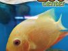 PET SHOP ΑΓΙΑ ΜΑΡΙΝΑ ΚΟΡΩΠΙ | ZOO CENTER - greekcatalog.net