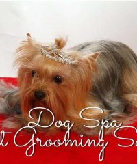 ΚΟΜΜΩΤΗΡΙΟ  ΖΩΩΝ | DOG SPA | ΚΗΦΙΣΙΑ ΑΤΤΙΚΗΣ