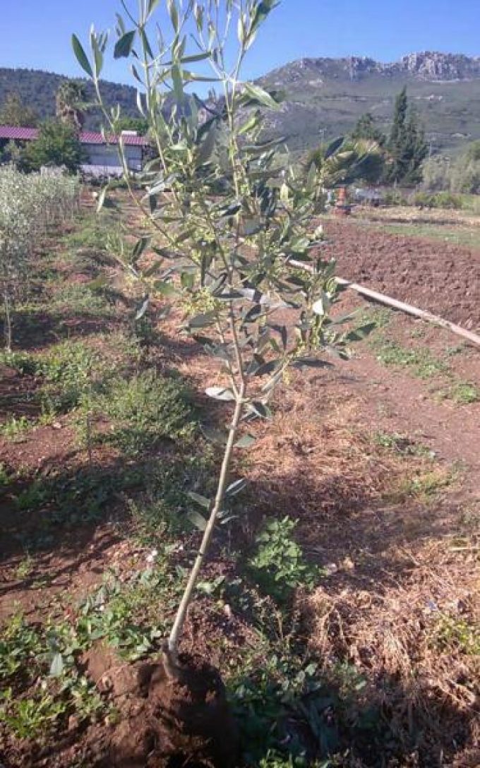 ΦΥΤΩΡΙΑ ΕΛΙΑΣ ΤΡΑΓΑΝΑ ΦΘΙΩΤΙΔΑ | ΝΤΖΑΜΑΡΑΣ ΔΗΜΗΤΡΙΟΣ---greekcatalog.net