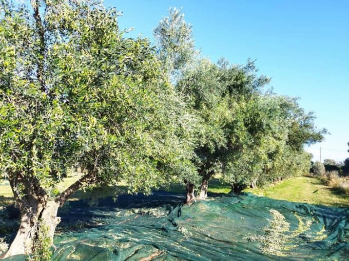 Εμπόριο Ελαιολάδου Ζαχάρω Ηλείας-Το Λάδι μου---greekcatalog.net