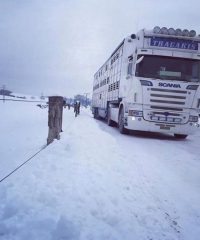 ΔΙΕΘΝΕΙΣ ΜΕΤΑΦΟΡΕΣ ΖΩΝΤΩΝ ΖΩΩΝ | ΘΕΣΣΑΛΟΝΙΚΗ | ΤΡΑΓΑΚΗΣ ΔΗΜΗΤΡΙΟΣ