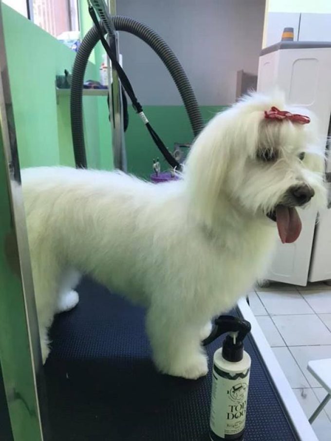 ΚΑΛΛΩΠΙΣΜΟΣ ΚΑΤΟΙΚΙΔΙΩΝ ΧΑΛΑΝΔΡΙ | LET'S GO GROOMERS - greekcatalog.net