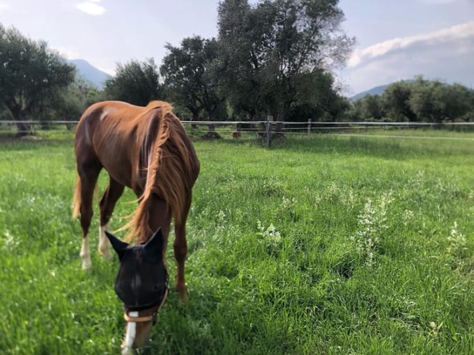 ΧΩΡΟΣ ΦΙΛΟΞΕΝΙΑΣ ΚΑΙ ΑΠΟΘΕΡΑΠΕΙΑΣ ΑΛΟΓΩΝ ΒΑΛΥΡΑ ΜΕΣΣΗΝΙΑΣ | ΣΤΑΒΛΟΙ ΜΑΝΙΑΤΗΣ - greekcatalog.net