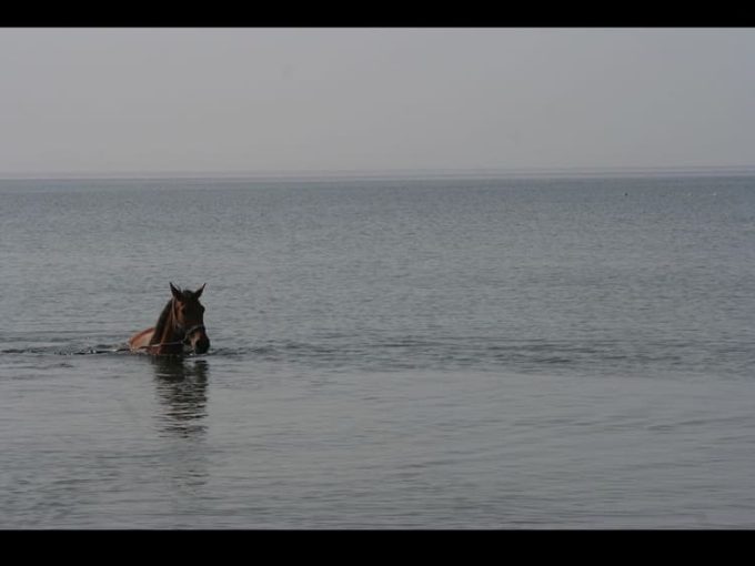 ΧΩΡΟΣ ΦΙΛΟΞΕΝΙΑΣ ΚΑΙ ΑΠΟΘΕΡΑΠΕΙΑΣ ΑΛΟΓΩΝ ΒΑΛΥΡΑ ΜΕΣΣΗΝΙΑΣ | ΣΤΑΒΛΟΙ ΜΑΝΙΑΤΗΣ - greekcatalog.net