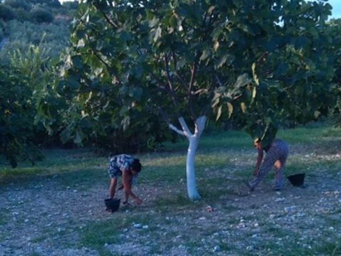 ΣΥΣΚΕΥΑΣΤΗΡΙΟ ΣΥΚΩΝ ΕΜΠΟΡΙΑ ΑΓΡΟΤΙΚΩΝ ΠΡΟΪΟΝΤΩΝ ΙΣΤΙΑΙΑ ΕΥΒΟΙΑΣ | ΛΑΔΟΓΙΑΝΝΗ ΖΩΗ --- greekcatalog.net