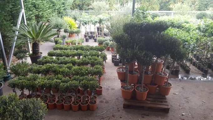 Tree Plant Nursery | Vlachiotis Laconia | Chiotis Konstantinos