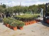 Tree Plant Nursery | Vlachiotis Laconia | Chiotis Konstantinos