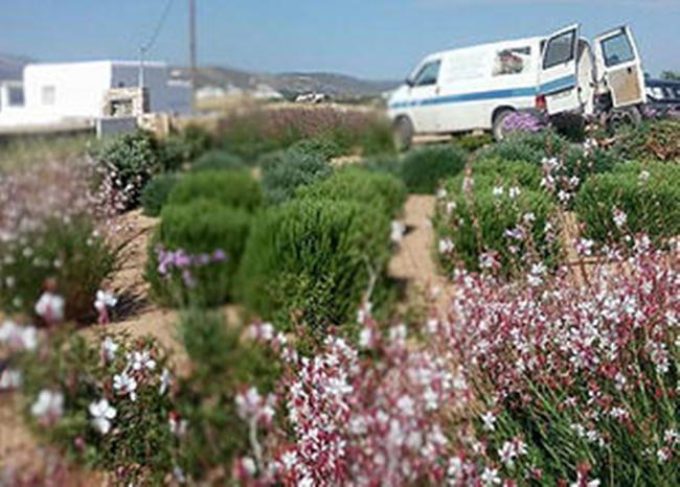 ΚΑΤΑΣΚΕΥΕΣ ΣΥΝΤΗΡΗΣΗ ΚΗΠΩΝ ΚΑΤΟΙΚΙΩΝ | ΠΟΥΝΤΑ ΠΑΡΟΣ ΚΥΚΛΑΔΕΣ | ΝΤΑΛΛΑΣ ΒΑΣΙΛΗΣ - greekcatalog.net