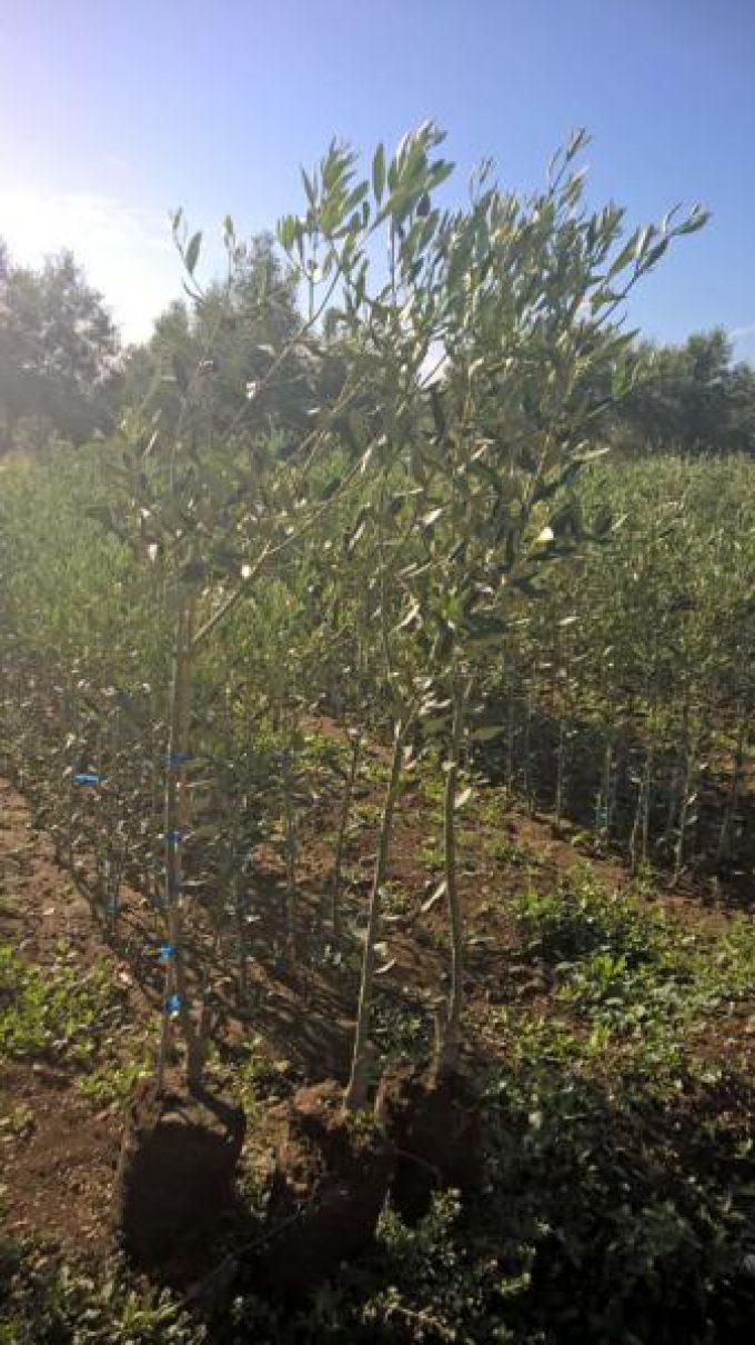 ΦΥΤΩΡΙΑ ΕΛΙΑΣ ΤΡΑΓΑΝΑ ΦΘΙΩΤΙΔΑ | ΝΤΖΑΜΑΡΑΣ ΔΗΜΗΤΡΙΟΣ---greekcatalog.net