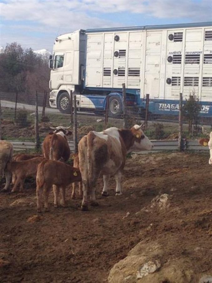 ΔΙΕΘΝΕΙΣ ΜΕΤΑΦΟΡΕΣ ΖΩΝΤΩΝ ΖΩΩΝ ΘΕΣΣΑΛΟΝΙΚΗ ΤΡΑΓΑΚΗΣ ΔΗΜΗΤΡΙΟΣ --- greekcatalog.net