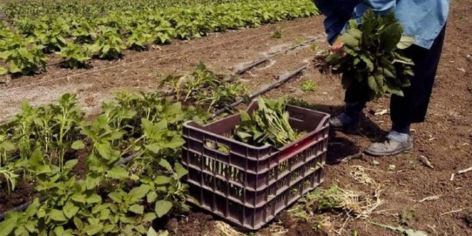 ΕΜΠΟΡΙΟ ΠΑΡΑΓΩΓΗ ΑΓΡΟΤΙΚΩΝ ΠΡΟΪΟΝΤΩΝ | ΒΑΡΥΠΕΤΡΟ ΧΑΝΙΑ ΚΡΗΤΗ | ΨΑΡΑΔΕΛΗΣ - greekcatalog.net