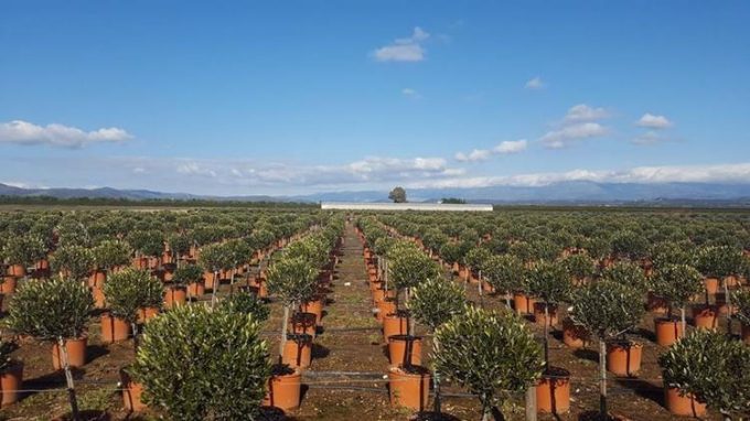 Tree Plant Nursery | Vlachiotis Laconia | Chiotis Konstantinos