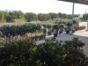 Tree Plant Nursery | Vlachiotis Laconia | Chiotis Konstantinos