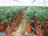 Tree Plant Nursery | Vlachiotis Laconia | Chiotis Konstantinos