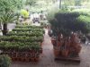 Tree Plant Nursery | Vlachiotis Laconia | Chiotis Konstantinos