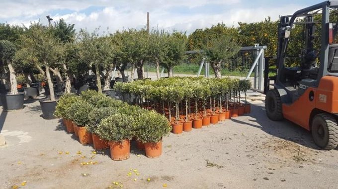 Tree Plant Nursery | Vlachiotis Laconia | Chiotis Konstantinos