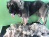 ΚΑΛΛΩΠΙΣΜΟΣ ΚΑΤΟΙΚΙΔΙΩΝ ΧΑΛΑΝΔΡΙ | LET'S GO GROOMERS - greekcatalog.net