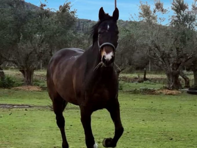 ΧΩΡΟΣ ΦΙΛΟΞΕΝΙΑΣ ΚΑΙ ΑΠΟΘΕΡΑΠΕΙΑΣ ΑΛΟΓΩΝ ΒΑΛΥΡΑ ΜΕΣΣΗΝΙΑΣ | ΣΤΑΒΛΟΙ ΜΑΝΙΑΤΗΣ - greekcatalog.net