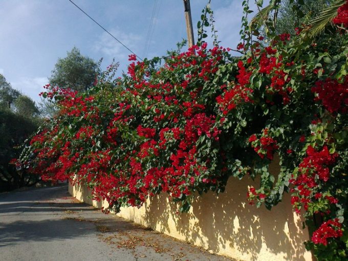 ΕΝΟΙΚΙΑΖΟΜΕΝΑ ΔΩΜΑΤΙΑ ΠΑΛΑΙΟΚΑΣΤΡΙΤΣΑ ΚΕΡΚΥΡΑ | RHEA STUDIOS --- greekcatalog.net