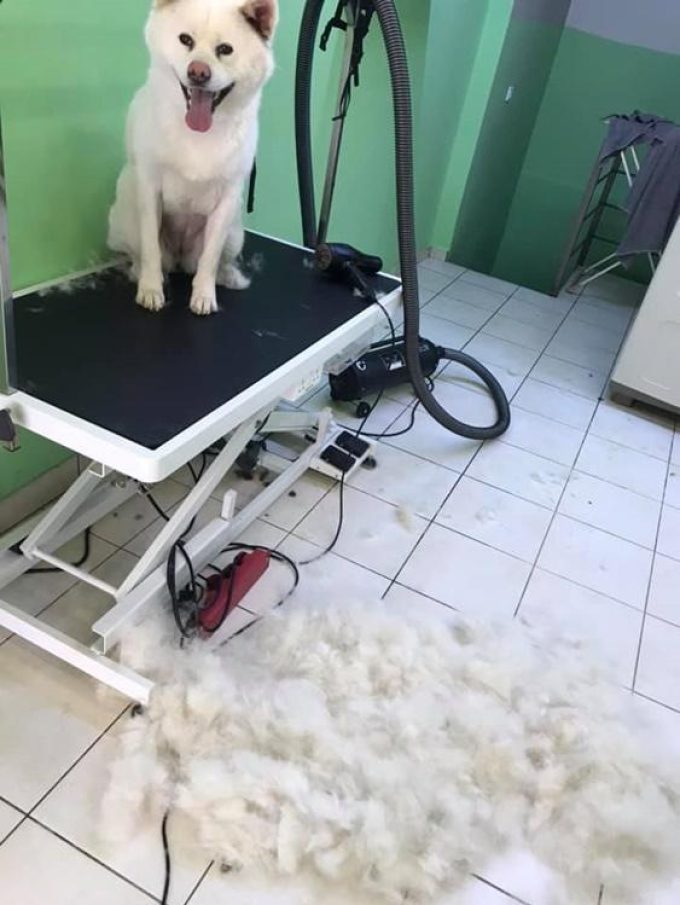 ΚΑΛΛΩΠΙΣΜΟΣ ΚΑΤΟΙΚΙΔΙΩΝ ΧΑΛΑΝΔΡΙ | LET'S GO GROOMERS - greekcatalog.net