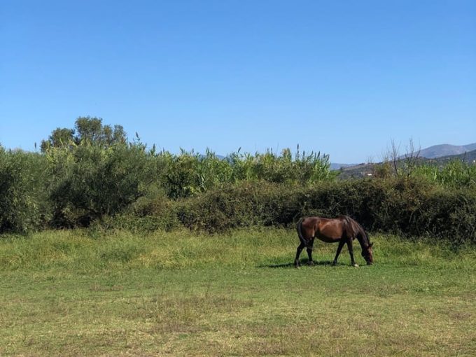 ΧΩΡΟΣ ΦΙΛΟΞΕΝΙΑΣ ΚΑΙ ΑΠΟΘΕΡΑΠΕΙΑΣ ΑΛΟΓΩΝ ΒΑΛΥΡΑ ΜΕΣΣΗΝΙΑΣ | ΣΤΑΒΛΟΙ ΜΑΝΙΑΤΗΣ - greekcatalog.net