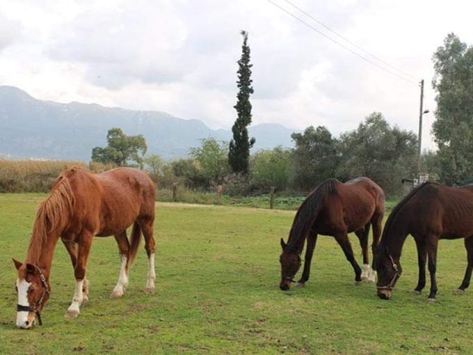 ΧΩΡΟΣ ΦΙΛΟΞΕΝΙΑΣ ΚΑΙ ΑΠΟΘΕΡΑΠΕΙΑΣ ΑΛΟΓΩΝ ΒΑΛΥΡΑ ΜΕΣΣΗΝΙΑΣ | ΣΤΑΒΛΟΙ ΜΑΝΙΑΤΗΣ - greekcatalog.net