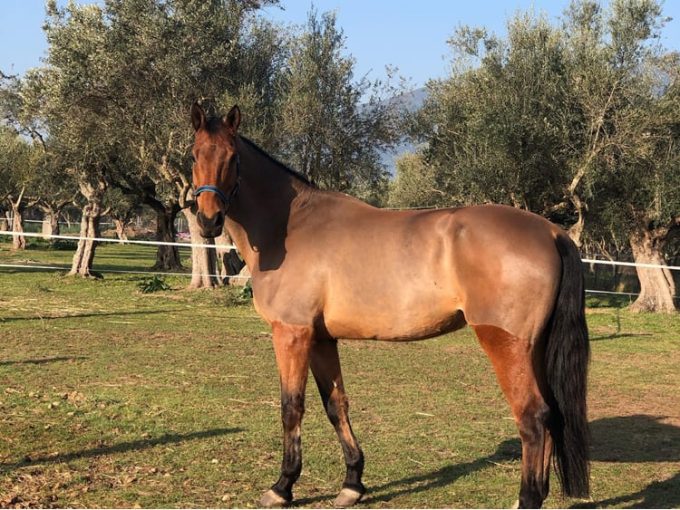 ΧΩΡΟΣ ΦΙΛΟΞΕΝΙΑΣ ΚΑΙ ΑΠΟΘΕΡΑΠΕΙΑΣ ΑΛΟΓΩΝ ΒΑΛΥΡΑ ΜΕΣΣΗΝΙΑΣ | ΣΤΑΒΛΟΙ ΜΑΝΙΑΤΗΣ - greekcatalog.net