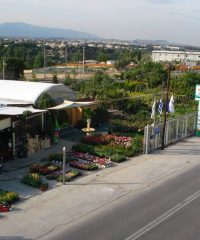 ΕΙΔΗ ΚΗΠΟΥ ΑΧΑΡΝΕΣ | ΚΗΠΟΔΥΝΑΜΙΚΗ