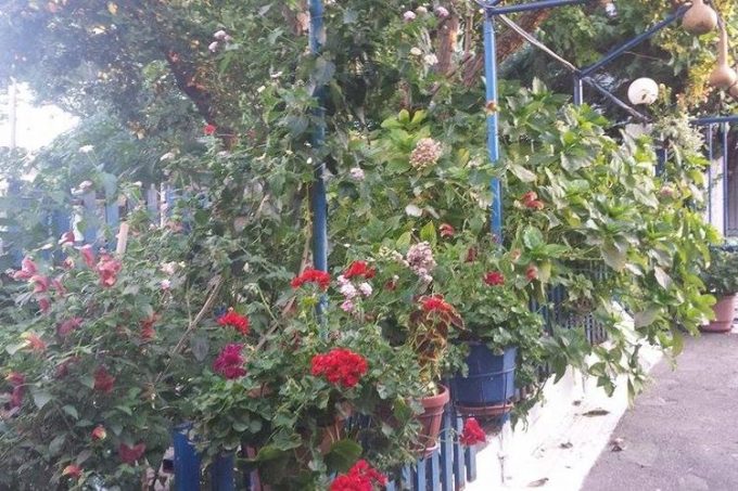 Ενοικαζόμενα Δωμάτια-Σαμοθράκη Έβρου-Alexi's Garden-greekcatalog.net