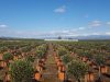 Tree Plant Nursery | Vlachiotis Laconia | Chiotis Konstantinos