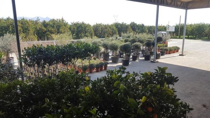 Tree Plant Nursery | Vlachiotis Laconia | Chiotis Konstantinos