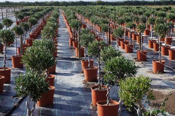 Tree Plant Nursery | Vlachiotis Laconia | Chiotis Konstantinos