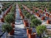 Tree Plant Nursery | Vlachiotis Laconia | Chiotis Konstantinos