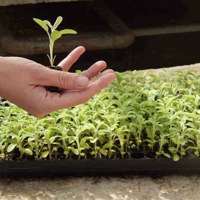 ΠΑΡΑΓΩΓΗ ΑΡΩΜΑΤΙΚΩΝ ΦΥΤΩΝ AGRIHERB ΒΑΣΙΛΙΚΑ ΘΕΡΜΗΣ | ΜΥΣΙΡΛΗΣ ΝΙΚΟΛΑΟΣ AGRIHERB