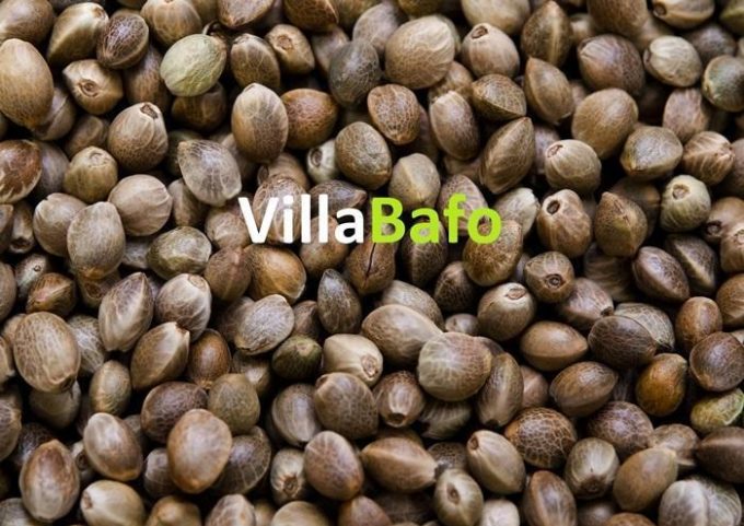 Cannabis Seed Bank | Thessaloniki | Villabafo