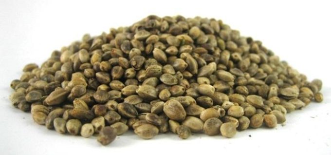 Cannabis Seed Bank | Thessaloniki | Villabafo - greekcatalog.net