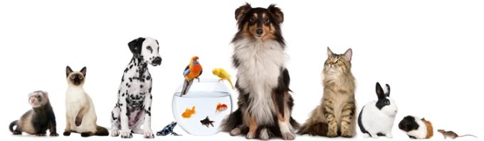 PET SHOP ΒΟΛΟΣ | ΟΡΘΟPETΑΛΙΕΣ