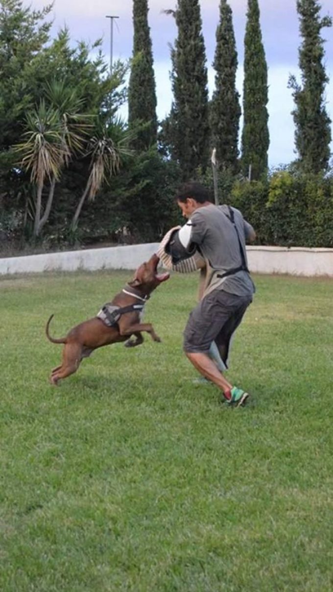 ΕΚΠΑΙΔΕΥΣΗ-ΕΚΤΡΟΦΕΙΟ ΠΑΝΣΙΟΝ ΣΚΥΛΩΝ ΘΗΒΑ ΑΣΩΠΙΑ | WILD BEAUTY BOXERS - greekcatalog.net