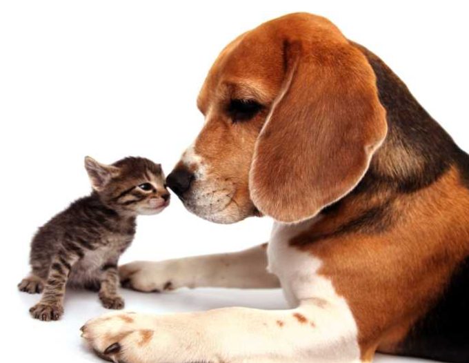 ΚΤΗΝΙΑΤΡΟΣ | ΒΑΛΜΑΣ ΜΑΡΙΟΣ | ΝΕΟ ΗΡΑΚΛΕΙΟ