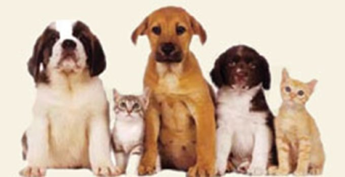 ΚΤΗΝΙΑΤΡΟΣ ΙΑΤΡΕΙΟ ΜΙΚΡΩΝ ΖΩΩΝ | ΣΧΗΜΑΤΑΡΙ ΒΟΙΩΤΙΑΣ | ΠΑΠΑΘΑΝΑΣΙΟΥ ΔΗΜΗΤΡΑ - greekcatalog.net