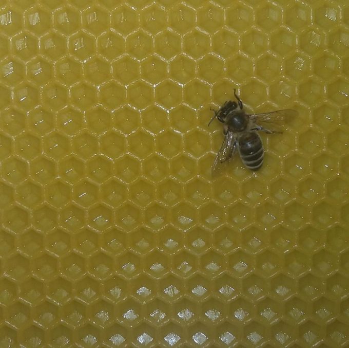 ΜΕΛΙΣΣΟΚΟΜΙΚΑ ΜΕΛΙΣΣΟΚΟΜΙΚΟΣ ΕΞΟΠΛΙΣΜΟΣ ΒΑΣΙΛΙΚΟ ΧΑΛΚΙΔΑ | ΜΕΛΙΣΣΟΤΕΧΝΙΚΗ --- greekcatalog.net