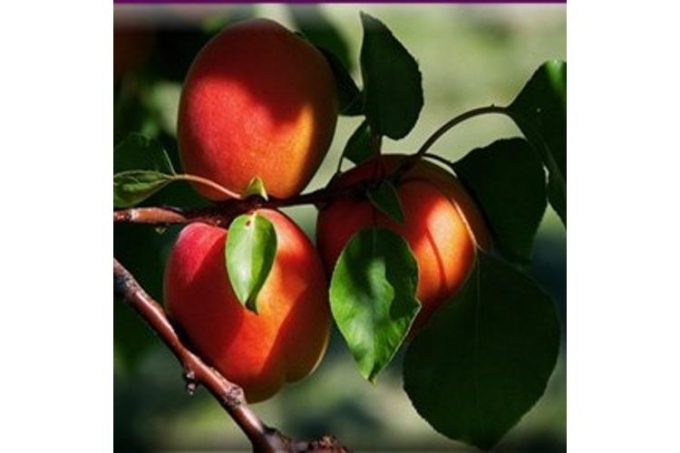 Αγροτικός Συνεταιρισμός-Άγρα Πέλλα-Αγροτικός Συνεταιρισμός Άγρας-greekcatalog.net