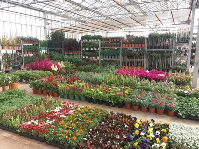 ΦΥΤΩΡΙΟ ΣΠΟΡΟΦΥΤΩΝ | ΑΓΙΟΣ ΝΙΚΟΛΑΟΣ ΜΠΟΥΡΤΖΙ ΧΑΛΚΙΔΑ ΕΥΒΟΙΑ | EVIA GARDEN - greekcatalog.net