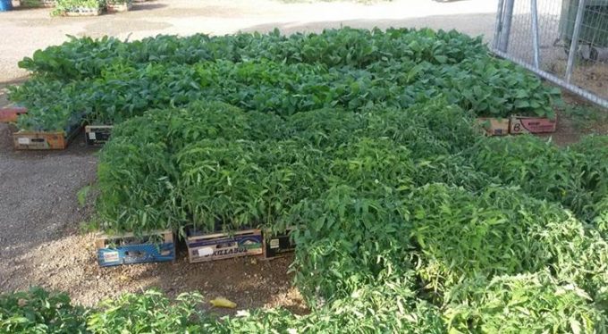 ΦΥΤΩΡΙΟ ΣΠΟΡΟΦΥΤΩΝ | ΑΓΙΟΣ ΝΙΚΟΛΑΟΣ ΜΠΟΥΡΤΖΙ ΧΑΛΚΙΔΑ ΕΥΒΟΙΑ | EVIA GARDEN - greekcatalog.net